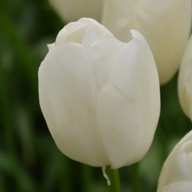 Tulipe Triomphe Buffalo - Tulipa | Achat direct au producteur