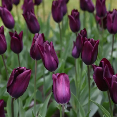 Tulipe Triomphe 'Eduard Pelger' - Tulipa | Achat direct au producteur