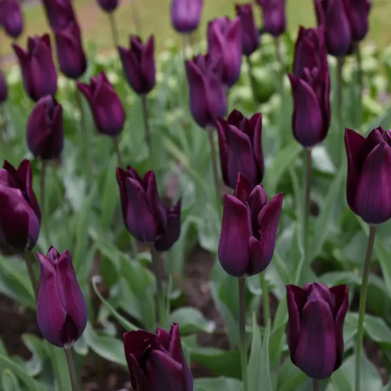Tulipe Triomphe 'Eduard Pelger' - Tulipa | Achat direct au producteur