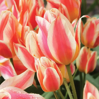 Tulipe pluriflore 'Québec' - Tulipa | Achat direct au producteur