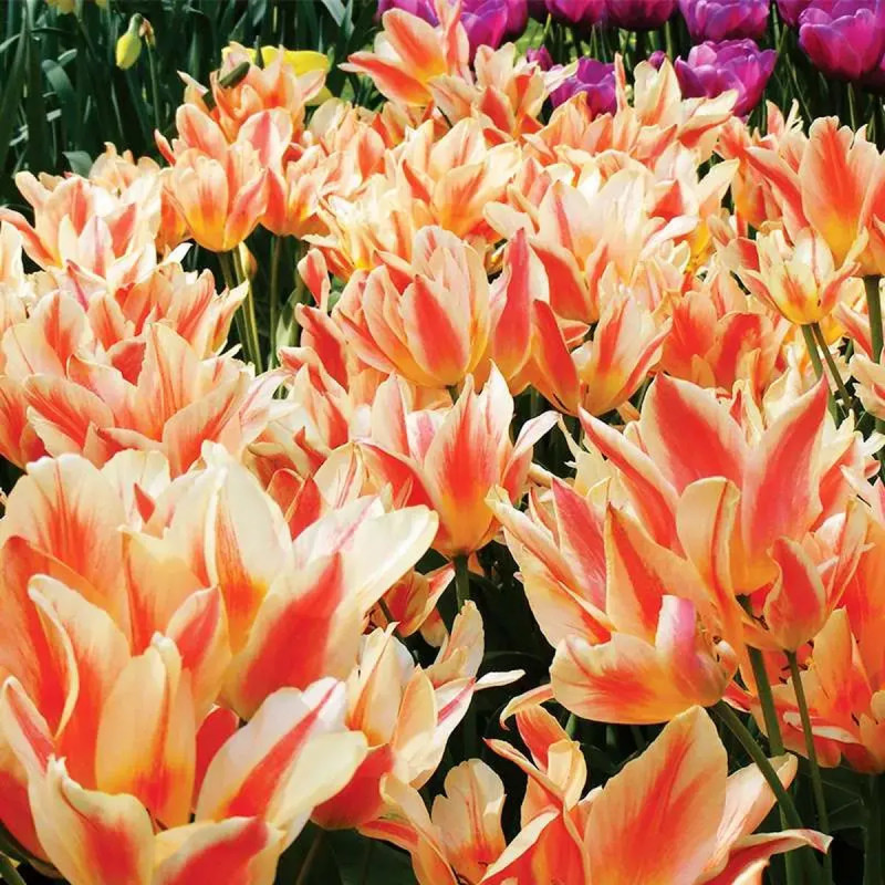 Tulipe pluriflore 'Québec' - Tulipa | Achat direct au producteur