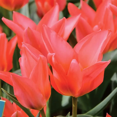 Tulipe pluriflore 'Toronto' - Tulipa | Achat direct au producteur