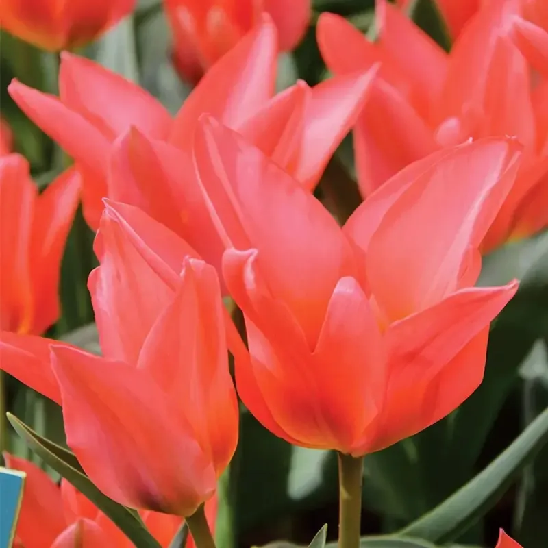 Tulipe pluriflore toronto