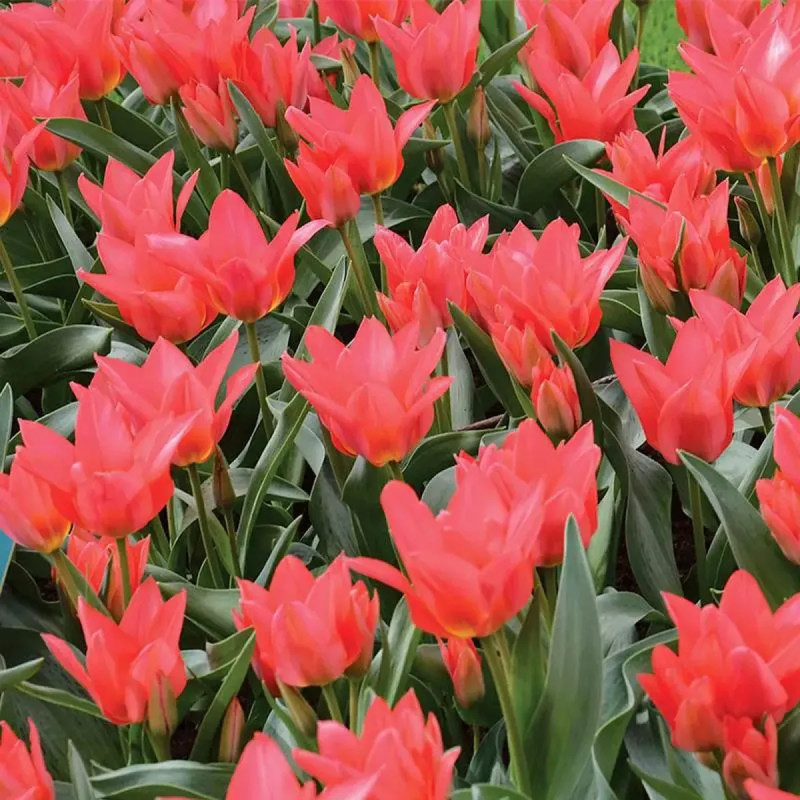Tulipe pluriflore 'Toronto' - Tulipa | Achat direct au producteur