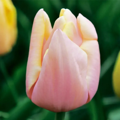 Tulipe Triomphe 'Mango Charm' - Tulipa | Achat direct au producteur