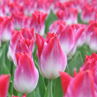 Tulipe Triomphe 'Whispering Dream' - Tulipa | Achat producteur