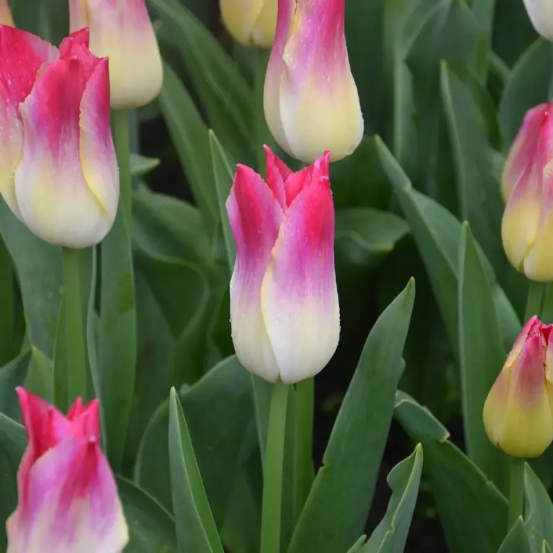 Tulipe Triomphe 'Whispering Dream' - Tulipa | Achat producteur