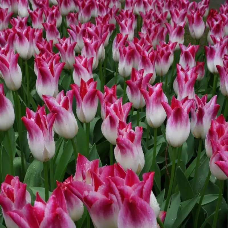 Tulipe Triomphe 'Whispering Dream' - Tulipa | Achat producteur