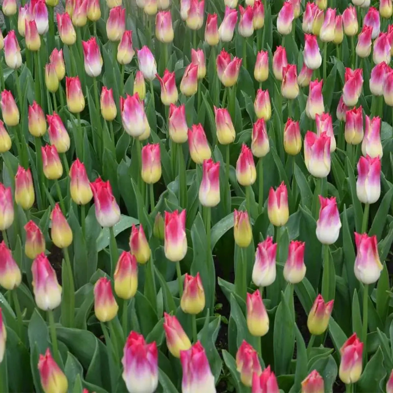 Tulipe Triomphe 'Whispering Dream' - Tulipa | Achat producteur