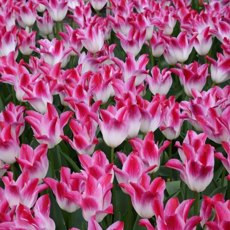 Tulipe Triomphe 'Whispering Dream' - Tulipa | Achat producteur