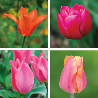 Assortiment Tulipe Bollywood - Tulipa | Achat direct au producteur