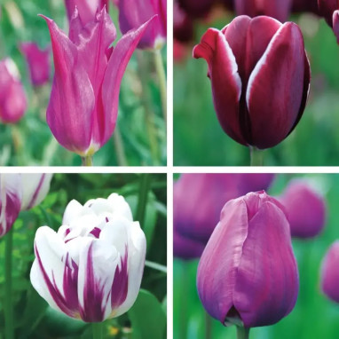 Assortiment Tulipe Mystic - Tulipa | Achat direct au producteur