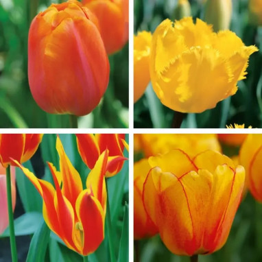Assortiment Tulipe Starlight - Tulipa | Achat direct au producteur