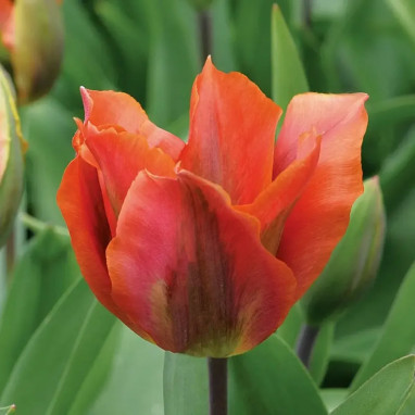 Tulipe Viridiflora 'Artist' - Tulipa | Achat direct au producteur