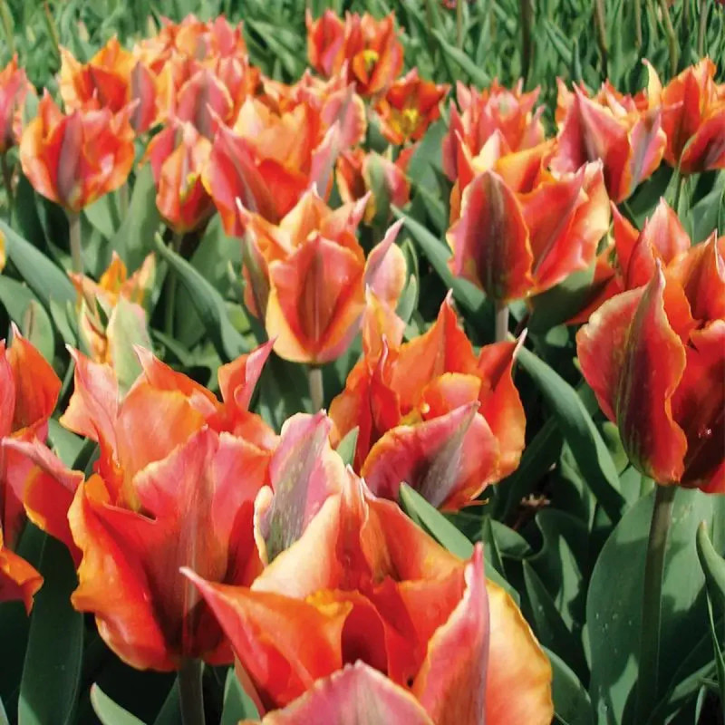 Tulipe Viridiflora 'Artist' - Tulipa | Achat direct au producteur