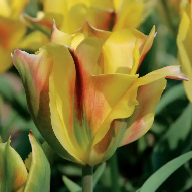 Tulipe Viridiflora 'Golden Artist' - Tulipa | Achat direct au producteur