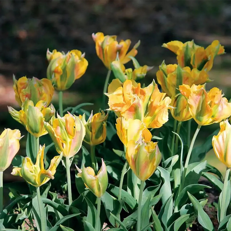 Tulipe Viridiflora 'Golden Artist' - Tulipa | Achat direct au producteur