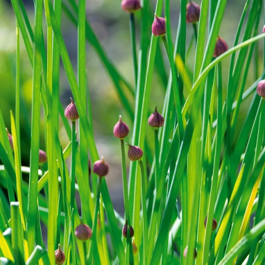 Ciboulette - Allium schoenoprasum | Achat direct au producteur