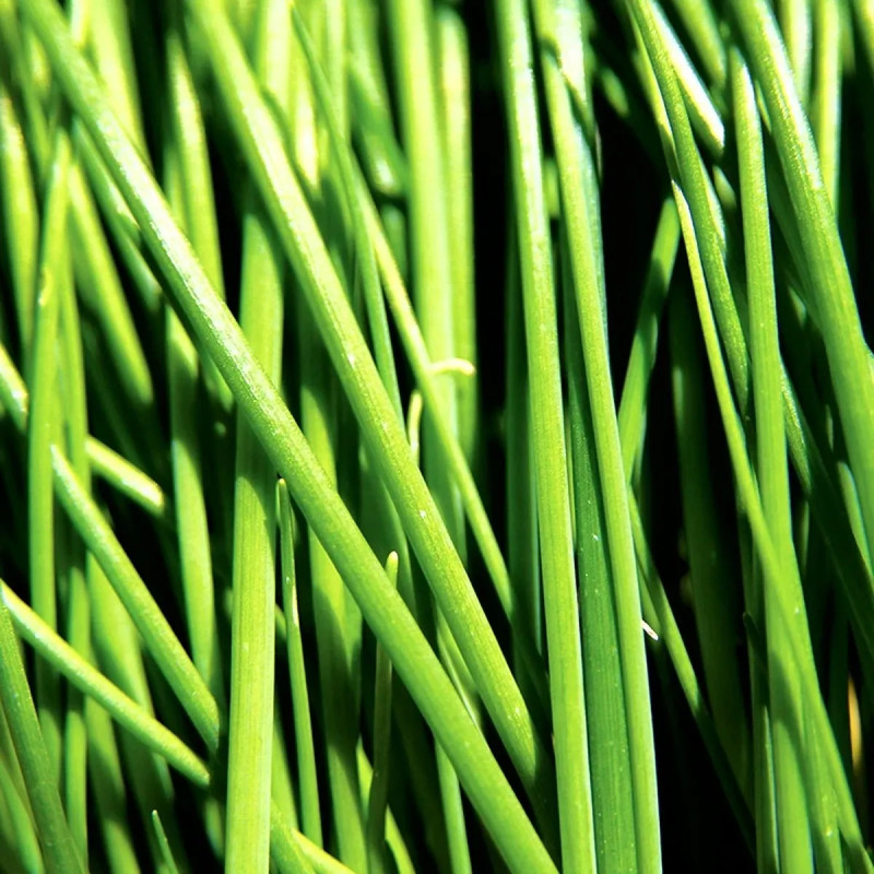 Ciboulette - Allium schoenoprasum | Achat direct au producteur