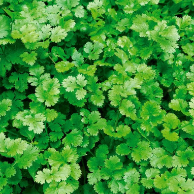 Coriandre cultivée - Coriandrum sativum | Achat direct au producteur