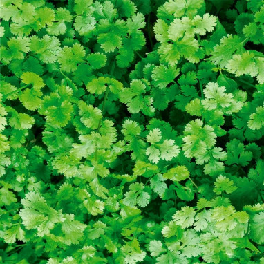 Coriandre cultivée BIO - Coriandrum sativum | Achat producteur
