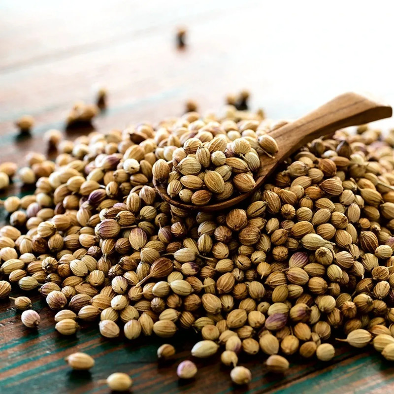 Coriandre cultivée BIO - Coriandrum sativum | Achat producteur