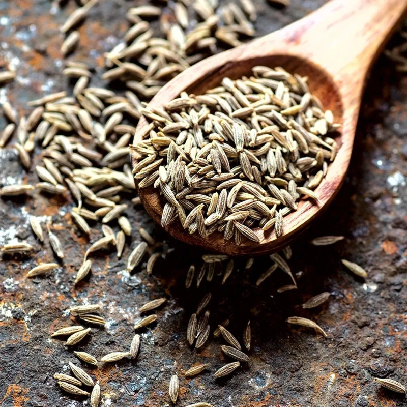 Cumin commun - Cuminum cyminum | Achat direct au producteur
