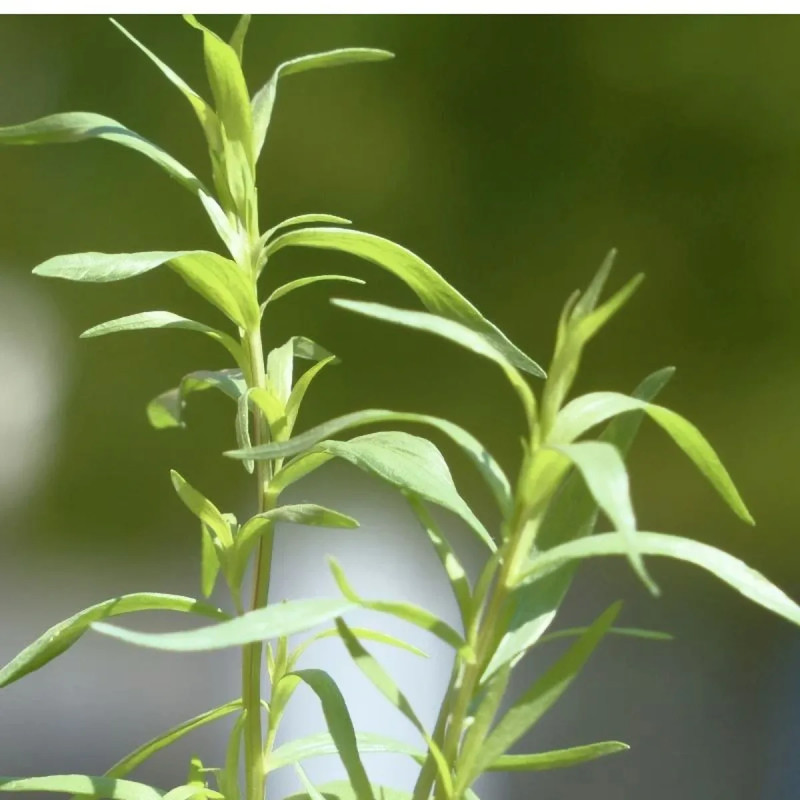 Estragon de Russie - Artemisia dracunculus | Achat direct au producteur