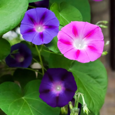 Ipomée 'Bohemian Shades' - Ipomoea purpurea | Achat producteur