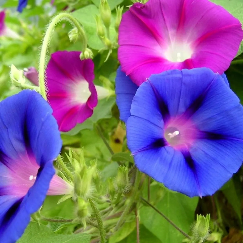 Ipomée 'Bohemian Shades' - Ipomoea purpurea | Achat producteur