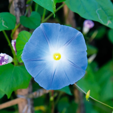 Ipomée 'Heavenly Blue' - Ipomoea | Achat direct au producteur