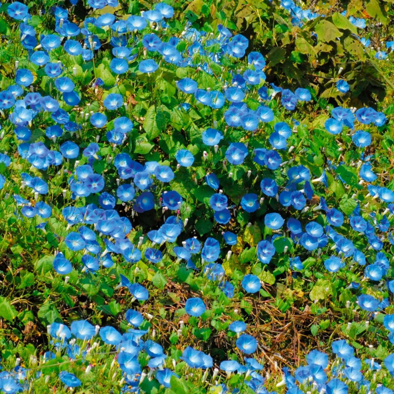 Ipomée 'Heavenly Blue' - Ipomoea | Achat direct au producteur
