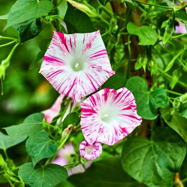 Ipomée 'Venice Pink' - Ipomoea purpurea | Achat producteur