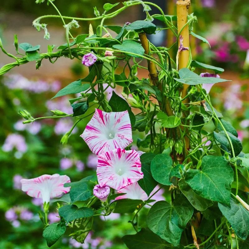 Ipomée 'Venice Pink' - Ipomoea purpurea | Achat producteur