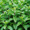 Menthe Poivree - Bio