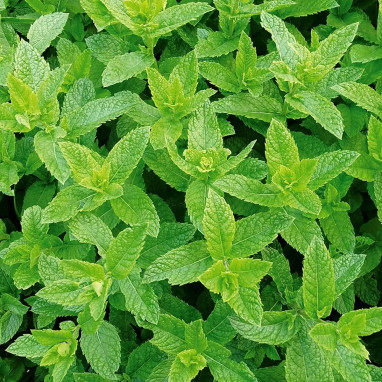 Menthe verte - Mentha spicata | Achat direct au producteur