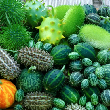 Concombre décoratif mélange - Cucumis | Achat direct au producteur