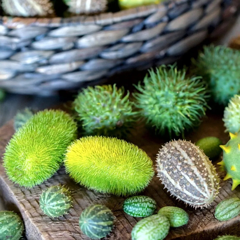 Concombre décoratif mélange - Cucumis | Achat direct au producteur