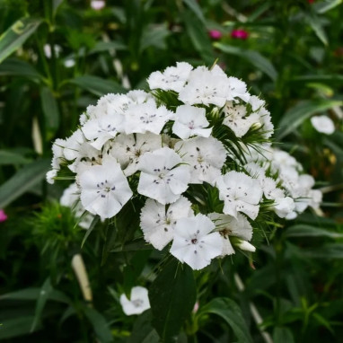 Œillet des poètes blanc - Dianthus barbatus | Achat direct au producteur