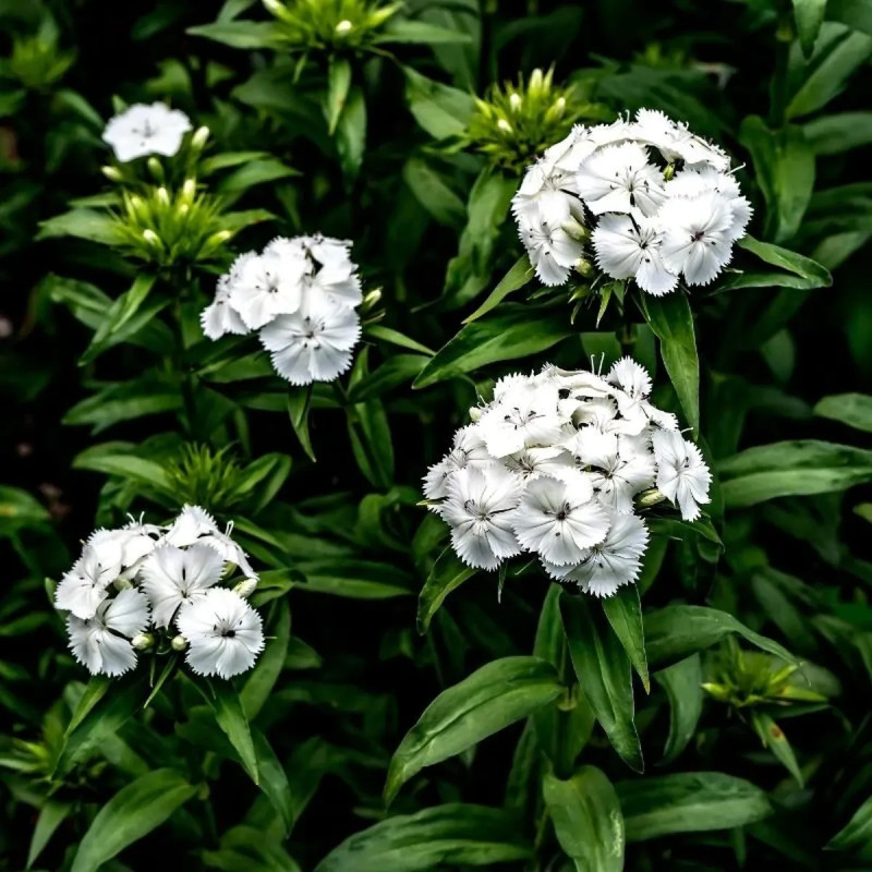 Œillet des poètes blanc - Dianthus barbatus | Achat direct au producteur