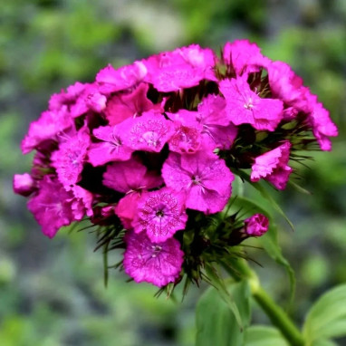 Oeillet des poètes violet - Dianthus barbatus | Achat producteur