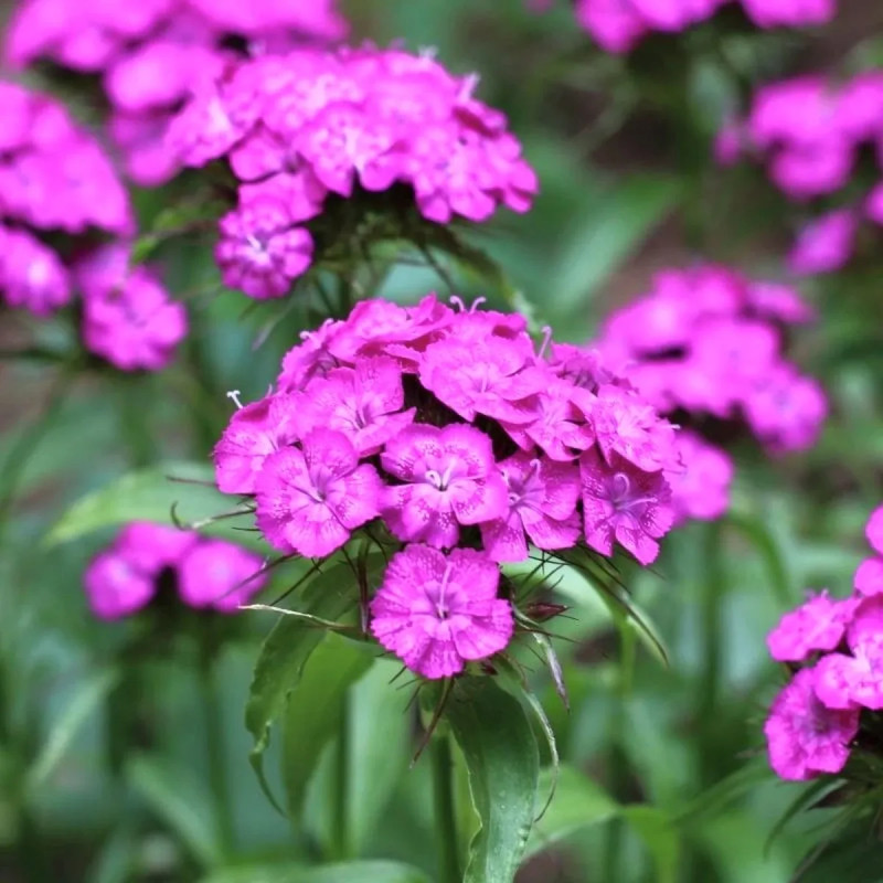 Oeillet des poètes violet - Dianthus barbatus | Achat producteur