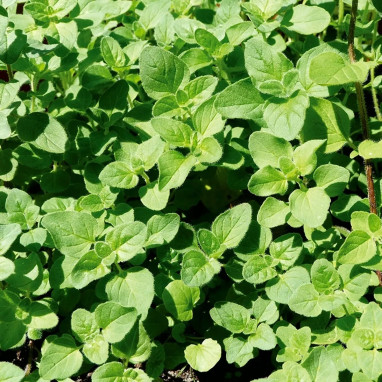 Origan - Origanum vulgare | Achat direct au producteur