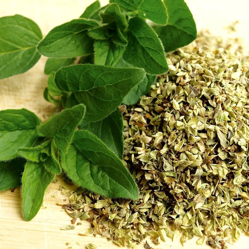 Origan - Origanum vulgare | Achat direct au producteur