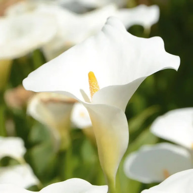 Arum d'Éthiopie - Zantedeschia | Achat direct au producteur