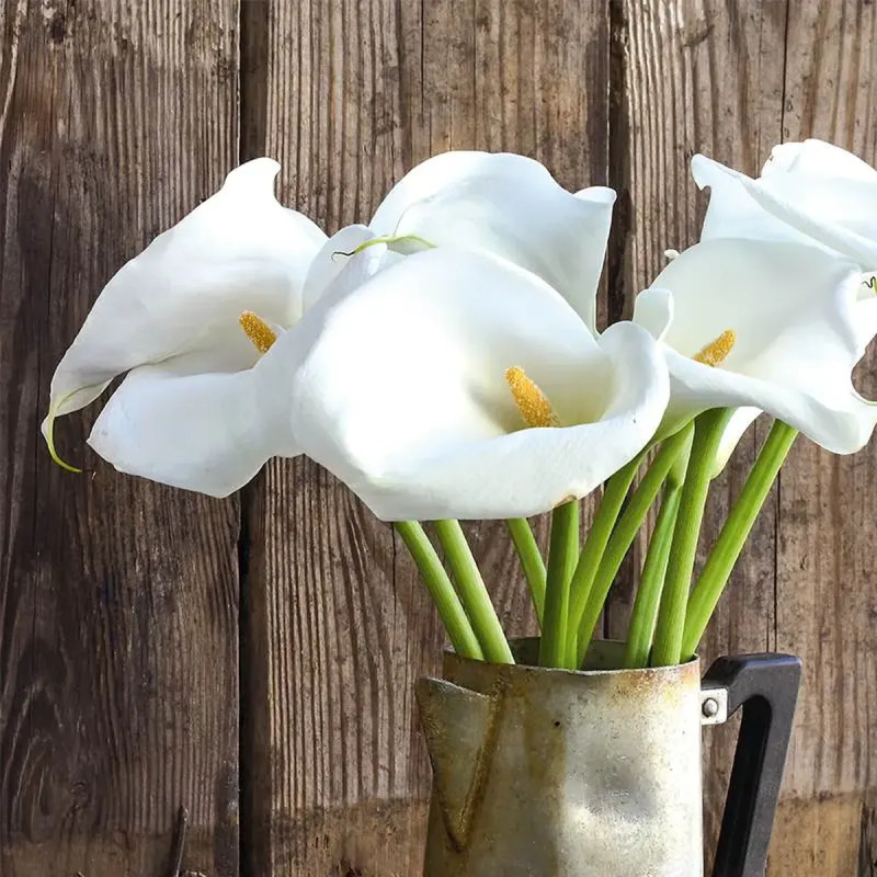 Arum d'Éthiopie - Zantedeschia | Achat direct au producteur