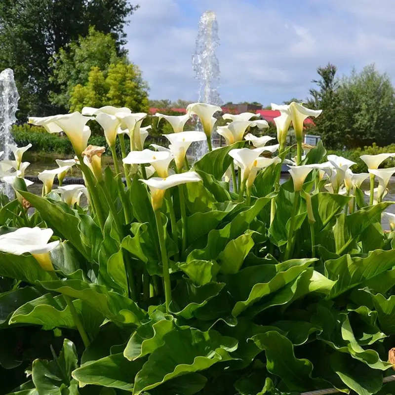 Arum d'Éthiopie - Zantedeschia | Achat direct au producteur