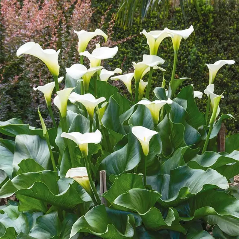Arum d'Éthiopie - Zantedeschia | Achat direct au producteur