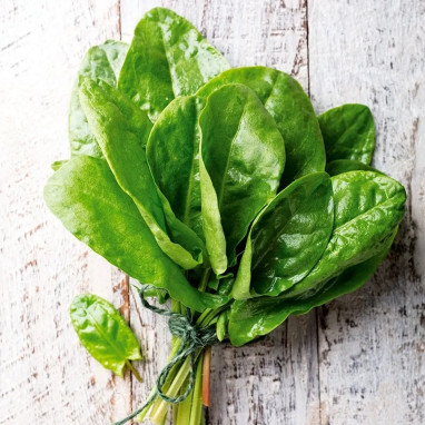 Oseille large de Belleville - Rumex acetosa | Achat direct au producteur