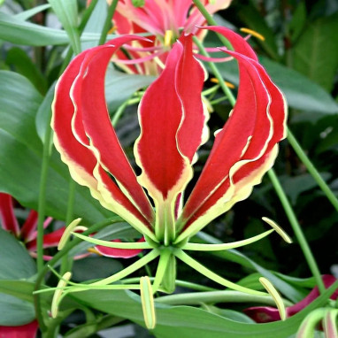 Gloriosa superba 'Rothschildiana' - Lis de Malabar | Achat producteur